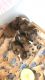 Abyssinian Guinea Pig Rodents for sale in Mt Airy, NC 27030, USA. price: NA