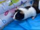Abyssinian Guinea Pig Rodents for sale in Hendersonville, TN, USA. price: $30