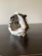 Abyssinian Guinea Pig Rodents for sale in Cumming, GA, USA. price: $150
