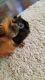 Abyssinian Guinea Pig Rodents for sale in Menifee, CA, USA. price: $20