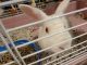 Abyssinian Hare Rabbits for sale in Fort Worth, TX, USA. price: $100
