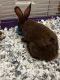 Abyssinian Hare Rabbits