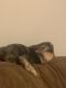 Abyssinian Hare Rabbits for sale in State College, PA, USA. price: $20