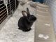 Abyssinian Hare Rabbits for sale in Bolingbrook, IL, USA. price: $300