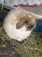 Abyssinian Hare Rabbits for sale in Sacramento, CA, USA. price: $40