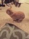 Abyssinian Hare Rabbits for sale in Spring Hill, FL, USA. price: NA