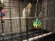 Accentor Birds for sale in Strongsville, OH 44136, USA. price: NA