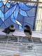 Accentor Birds for sale in Pasadena, CA, USA. price: NA