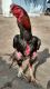 Accentor Birds for sale in Madurai, Tamil Nadu 625001, India. price: 6500 INR