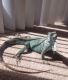 Acklins Ground Iguana Reptiles for sale in Myrtle Beach, SC, USA. price: NA