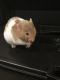 Acrobatic Cavy Rodents for sale in Dartmouth, MA, USA. price: NA