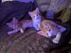 Aegean Cats for sale in Beaumont, TX, USA. price: $40