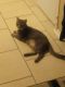 Aegean Cats for sale in Tarpon Springs, FL, USA. price: $200