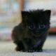 Aegean Cats for sale in Hilliard, OH, USA. price: $90