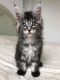Aegean Cats for sale in Albany, NY 12210, USA. price: NA
