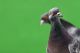 Afep Pigeon Birds