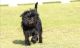 Affenpinscher Puppies for sale in Denver, CO, USA. price: NA