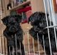 Affenpinscher Puppies for sale in Carlsbad, CA, USA. price: NA