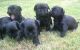 Affenpinscher Puppies