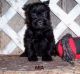 Affenpinscher Puppies for sale in Chicago, IL, USA. price: NA