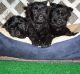 Affenpinscher Puppies for sale in New York, NY, USA. price: NA