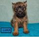 Affenpinscher Puppies for sale in Los Angeles, CA, USA. price: NA
