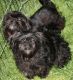Affenpinscher Puppies for sale in Seattle, WA 98103, USA. price: NA