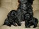 Affenpinscher Puppies for sale in Birmingham, AL, USA. price: NA