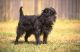 Affenpinscher Puppies for sale in Long Beach, CA, USA. price: NA