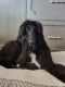 Afghan Hound Puppies for sale in Los Angeles, CA, USA. price: $2,500