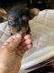 Afghan Hound Puppies for sale in Spring Lake, NC, USA. price: $800