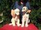 Afghan Hound Puppies for sale in Philadelphia, PA, USA. price: NA