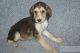 Afghan Hound Puppies for sale in Chicago, IL, USA. price: NA