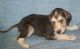 Afghan Hound Puppies for sale in Houston, TX, USA. price: NA