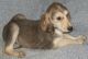 Afghan Hound Puppies for sale in New York, NY, USA. price: NA