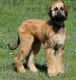 Afghan Hound Puppies for sale in Daly City, CA, USA. price: $500