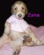 Afghan Hound Puppies for sale in Detroit, MI, USA. price: NA