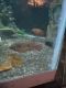 Afra Cichlid Fishes