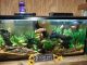 Afra Cichlid Fishes for sale in Fairfield, VA 24435, USA. price: $300