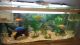 Afra Cichlid Fishes for sale in Stockton, CA, USA. price: $100