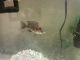 Afra Cichlid Fishes for sale in Wildomar, CA, USA. price: $20