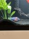 Afra Cichlid Fishes for sale in Athens, GA, USA. price: $75