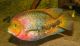 Afra Cichlid Fishes for sale in Fort Lauderdale, FL 33324, USA. price: $50