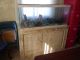 Afra Cichlid Fishes for sale in Elwood, IN 46036, USA. price: NA