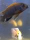 Afra Cichlid Fishes