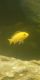 Afra Cichlid Fishes for sale in Covington, KY 41015, USA. price: NA