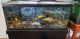 Afra Cichlid Fishes for sale in Flushing, MI 48433, USA. price: NA