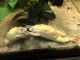 African clawed frog Amphibians