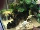 African clawed frog Amphibians