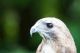 African Cuckoo-Hawk Birds